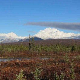 Jagdreise-Alaska
