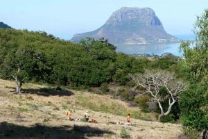 Jagdreise-Mauritius