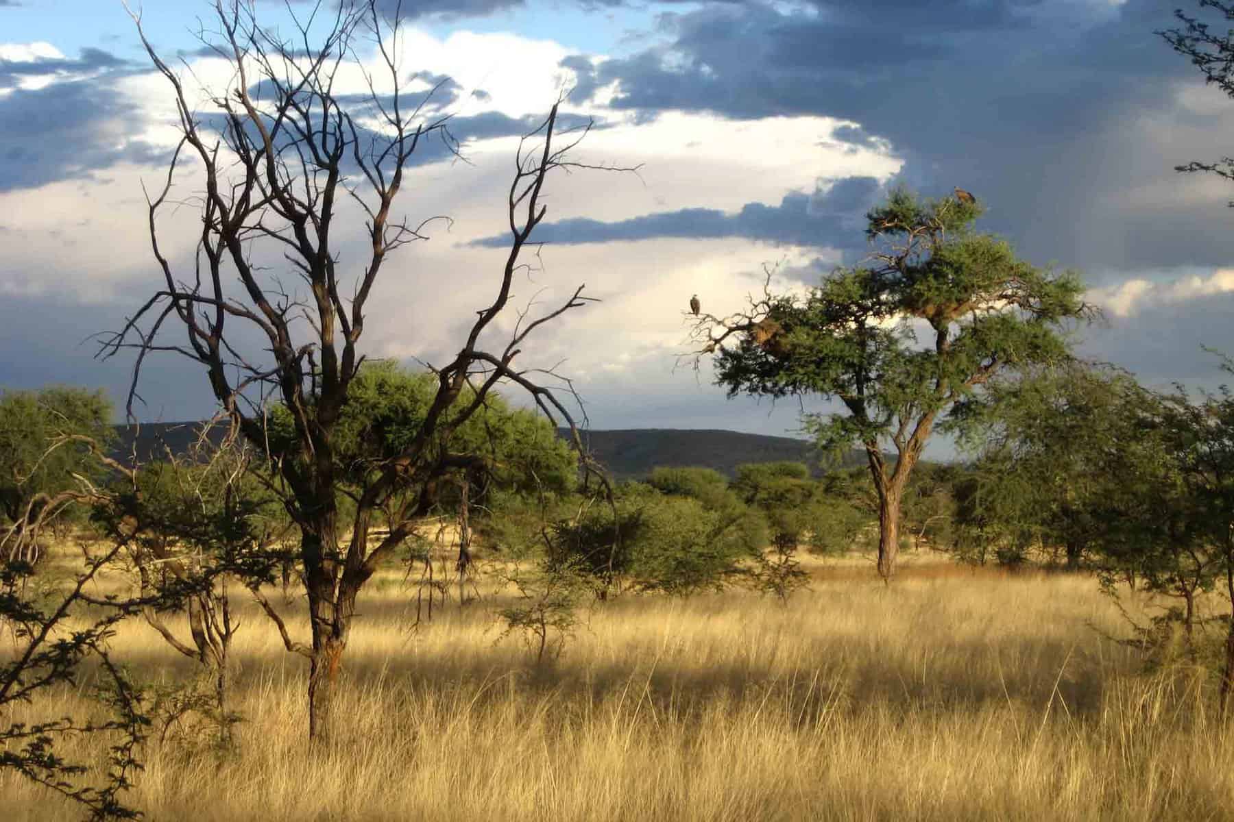 Jagdreise-Namibia