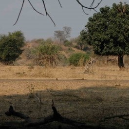 Jagdreise-Simbabwe