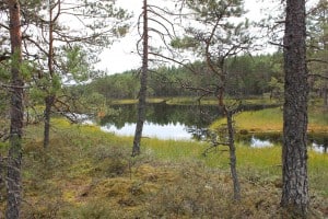 Estland Jagdgebiet Jagdland