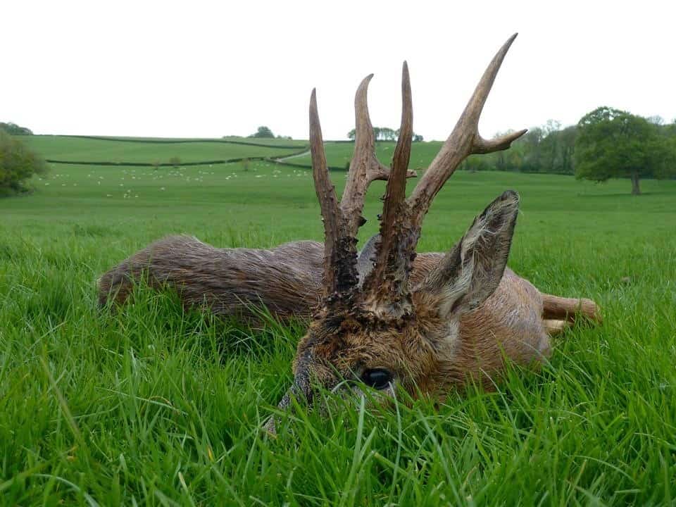 Auf Rehbock in England!