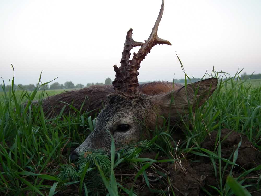 Sonderangebot zur Bockjagd in Polen!