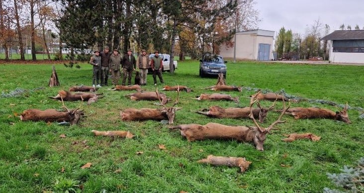 Ungarn: Auf Abschusshirsche und Kahlwild