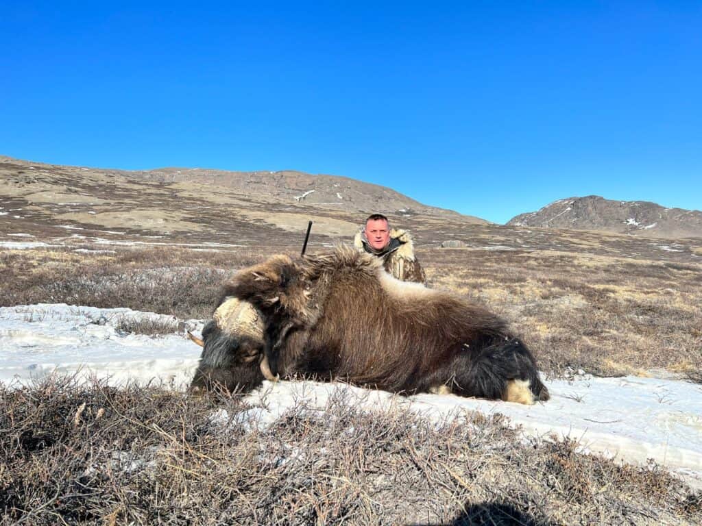 Moschusochsenjagd in Grönland!