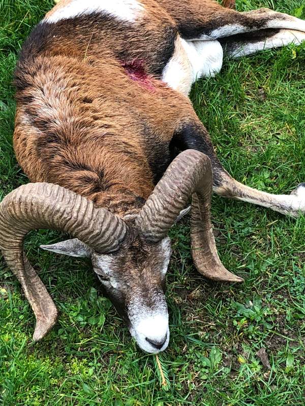 Muffelwidderjagd in Tschechien!