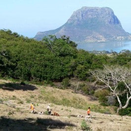 Jagdreise-Mauritius