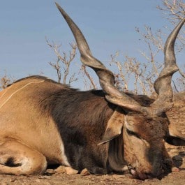 Wildtierjagd-Antilope