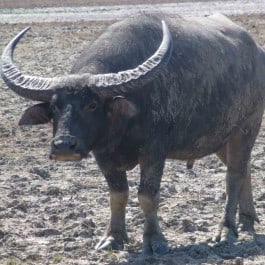 Wildtierjagd-Büffel
