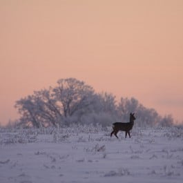 Polen Jagdgebiet Jagdland