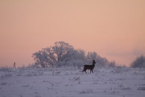 Polen Jagdgebiet Jagdland